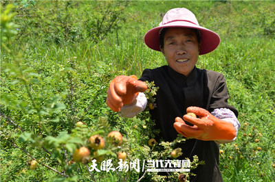 林下经济 春天里的刺梨花 |工业化引领贵州刺梨产业强势崛起