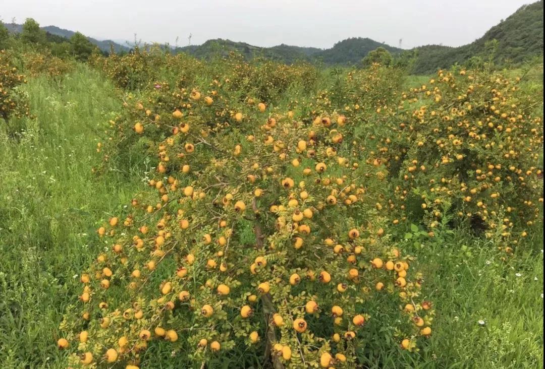 新巴镇认真谋划2019年刺梨鲜果收购_种植